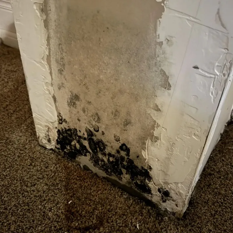 Professional Mold Removal in Mounds, OK